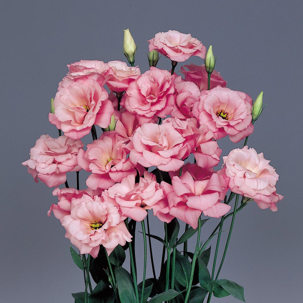 Echo Pink lisianthus seeds