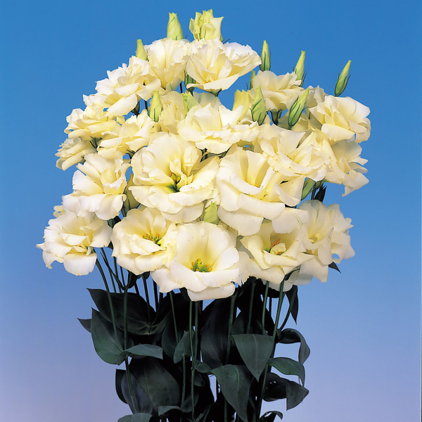 thumbnail image 2 of Ethos Blue Lisianthus Seeds - Non-GMO Heirloom Flower Seeds - 125 To 5000 Count 2 of 5