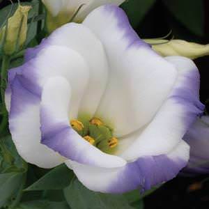 Sapphire Blue Chip lisianthus seeds