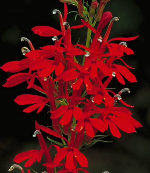 Cardinal Flower lobelia Cardinal Flower - Lobelia cardinalis