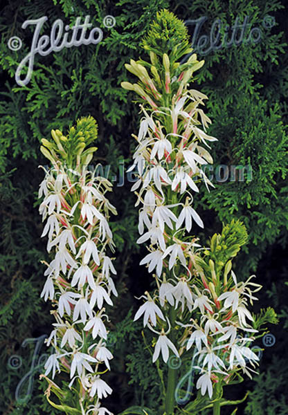 Lobelia Cardinal White