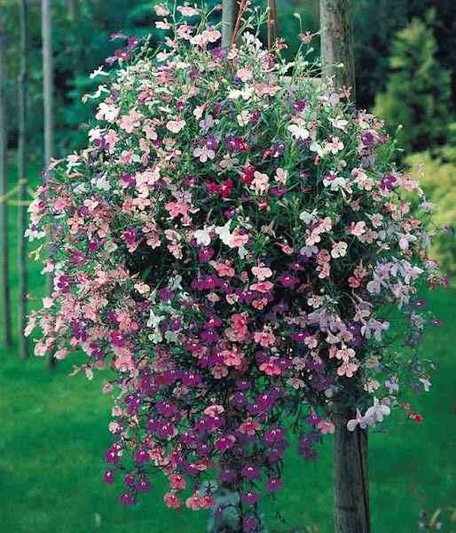 Cascade Mix lobelia Cascade Mix lobelia seeds