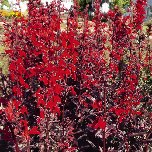 Queen Victoria lobelia Lobelia Queen Victoria - Lobelia x cardinalis