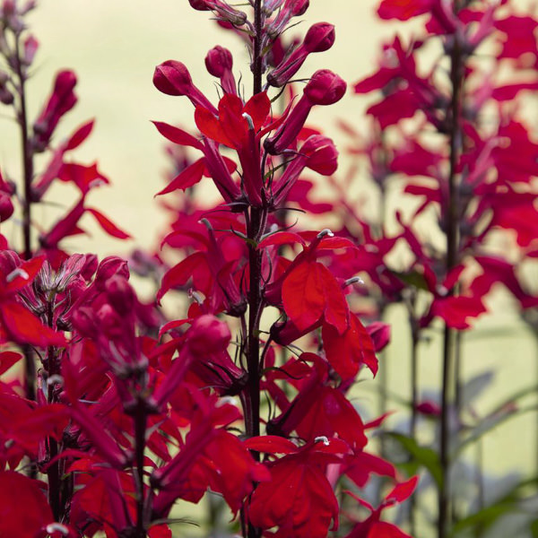Queen Victoria lobelia flowers Queen Victoria Lobelia