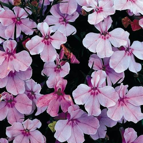 Regatta Lilac lobelia Regatta Lilac lobelia seeds