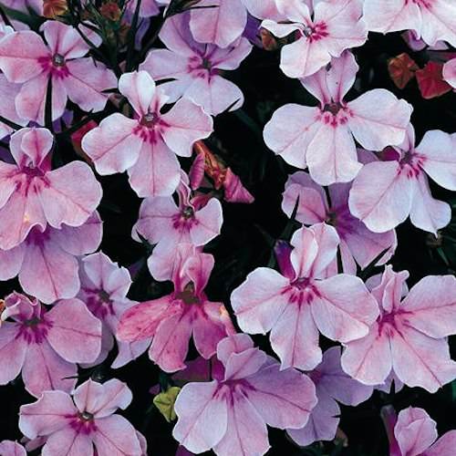 Regatta Lilac lobelia seeds