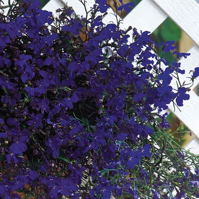 Regatta Midnight lobelia Regatta Midnight lobelia seeds
