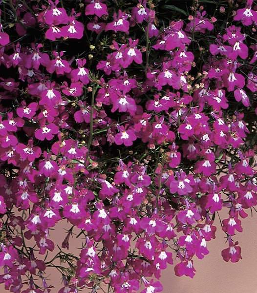 Regatta Rose lobelia Regatta Rose lobelia seeds