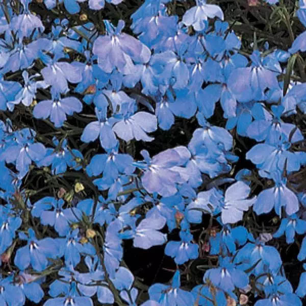 Lobelia Regatta Sky Blue