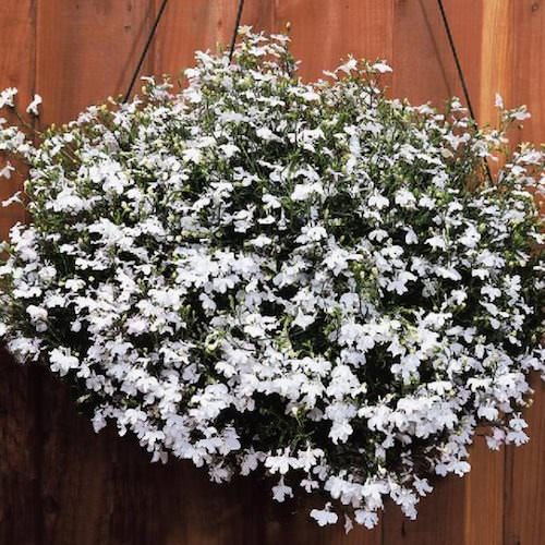 Regatta White lobelia seeds