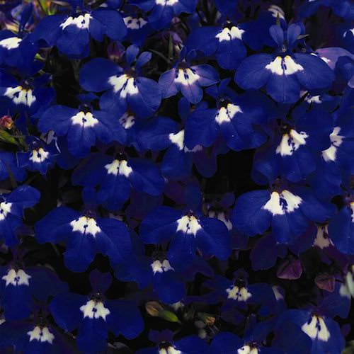 Riviera Blue Eyes lobelia Riviera Blue Eyes lobelia seeds