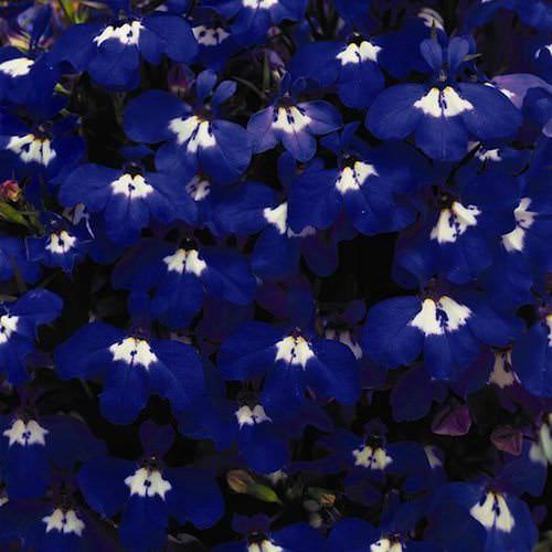 Riviera Blue Eyes lobelia seeds