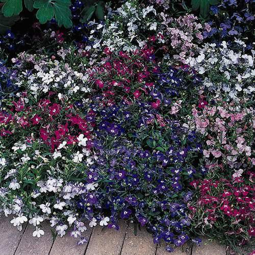 Riviera Mix lobelia Riviera Mix lobelia seeds