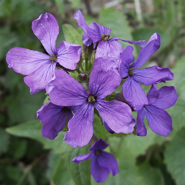 Money plant flowers Lunaria annua seeds