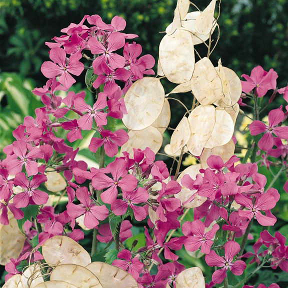 Money Plant flowers and pods - Lunaria annua