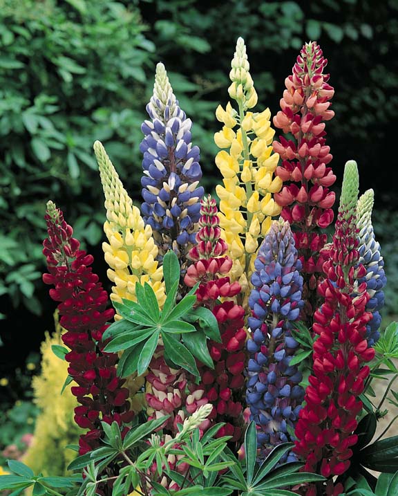Band of Nobles Mixed lupine seeds