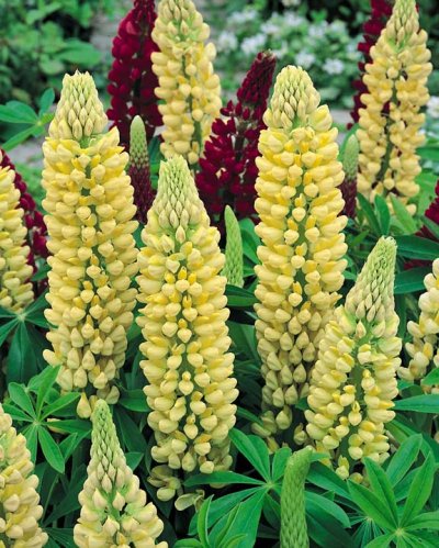 Chandelier lupine seeds