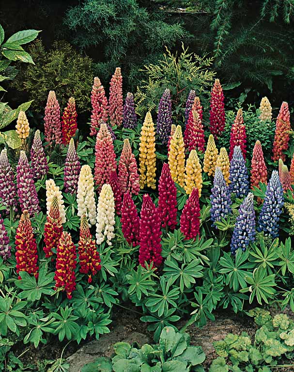 Minarette Mix lupine Minarette Mix lupine seeds