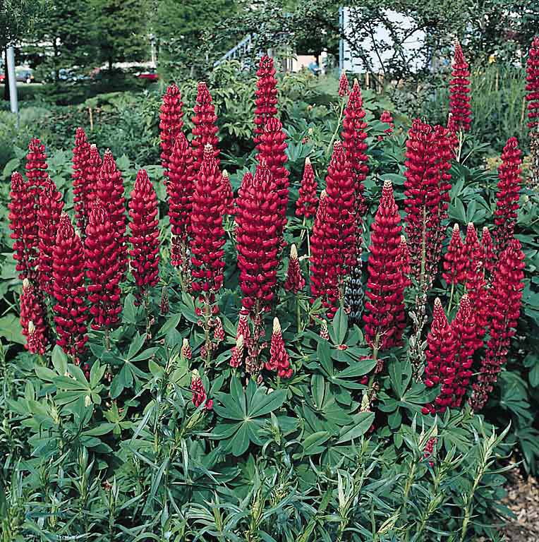 My Castle lupine seeds