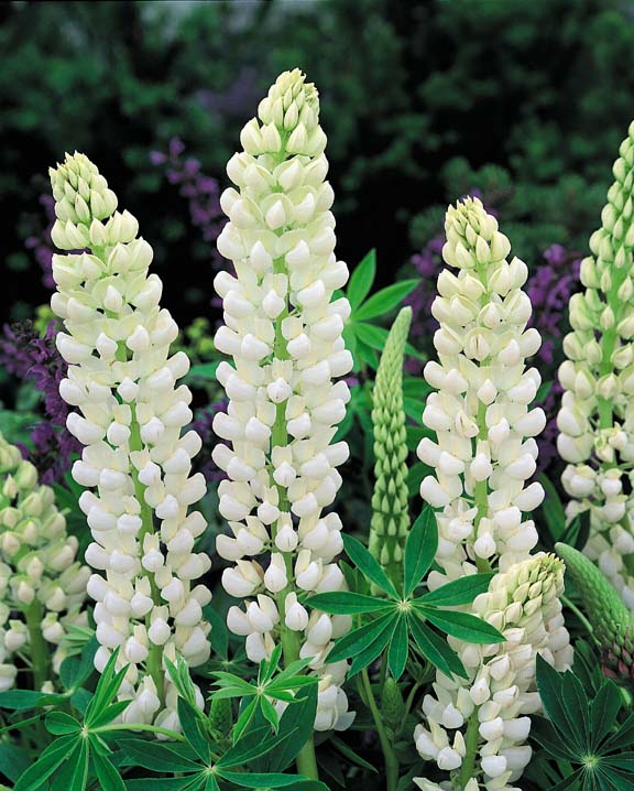 Noble Maiden lupine seeds