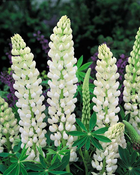 Noble Maiden lupine Noble Maiden lupine seeds