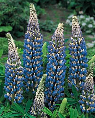 The Governor lupine seeds