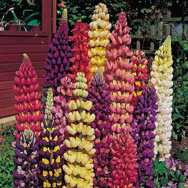 20 Rare Exotic Lupine Seeds – Perennial Flower For Garden Beds, Easy To Grow – USA Seller