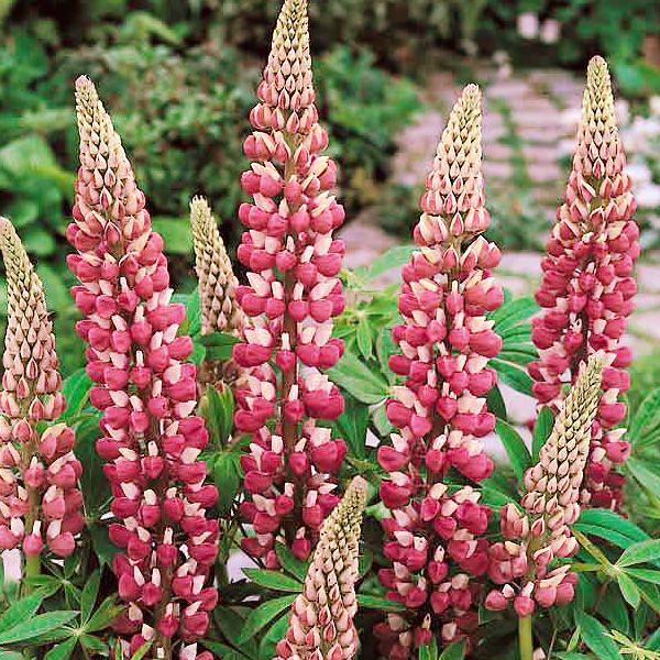 The Chatelaine lupine The Chatelaine lupine seeds
