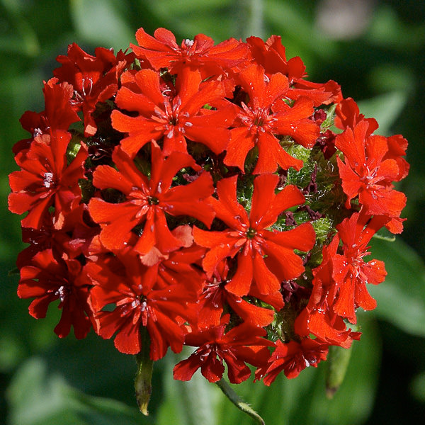 Maltese cross flowers Lychnis chalcedonica Maltese Cross