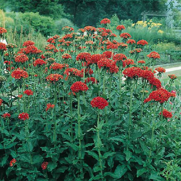 Maltese Cross - Lychnis chalcedonica