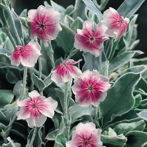 Rose Campion Occulata - Lychnis coronaria occulata