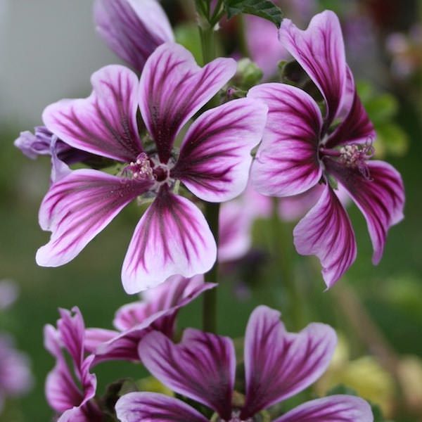 Bibor Felho zebra hollyhock Zebra hollyhock Bibor Felho - Malva sylvestris