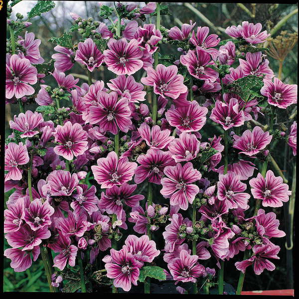 Zebra hollyhock Braveheart - Malva sylvestris