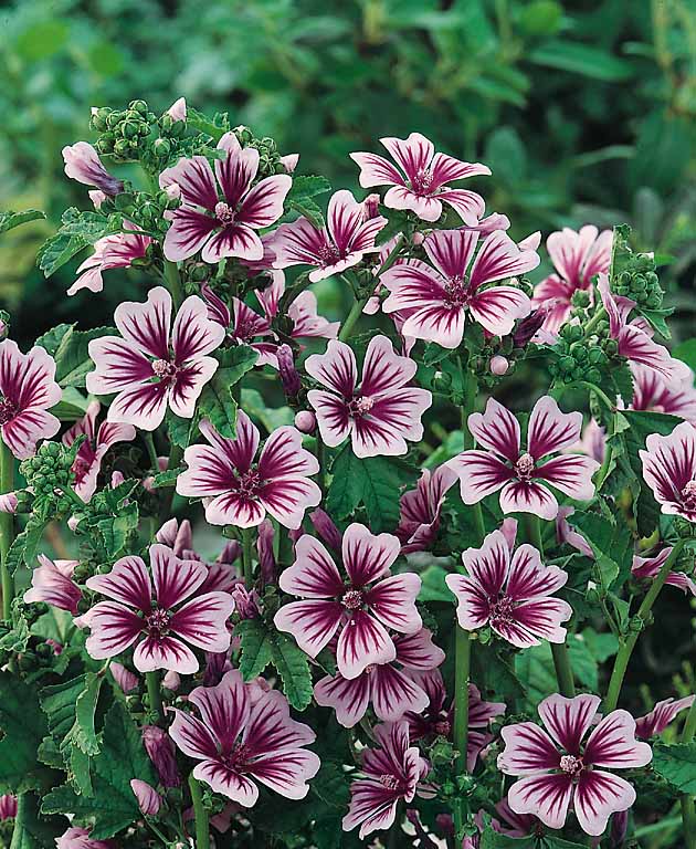 Zebra hollyhock Zebrina - Malva sylvestris