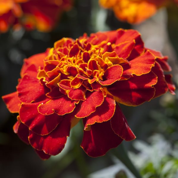 Alumia Red marigold Alumia Red marigold seeds