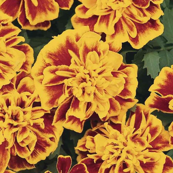 Bonanza Bee marigold Bonanza Bee marigold seeds
