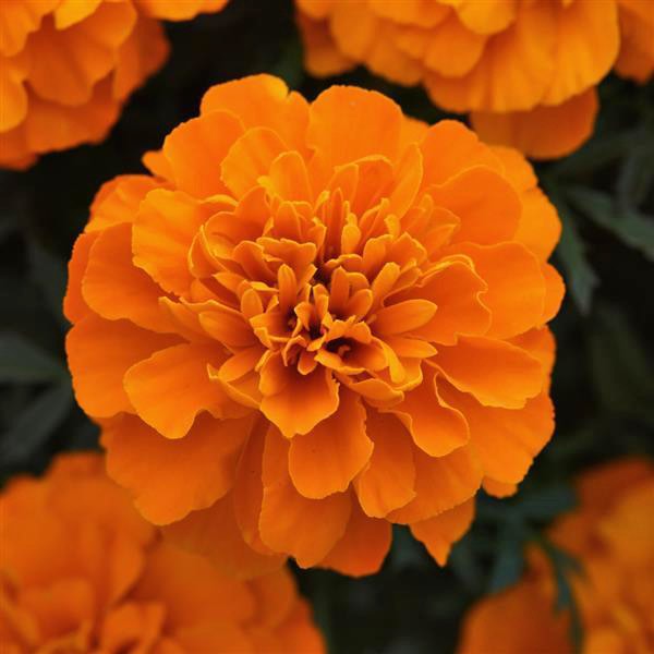 Bonanza Deep Orange marigold seeds