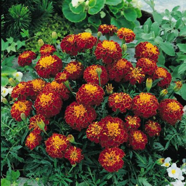 Bonanza Harmony marigold Bonanza Harmony marigold seeds