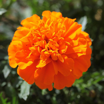 Cresta Deep Orange marigold Cresta Deep Orange marigold seeds