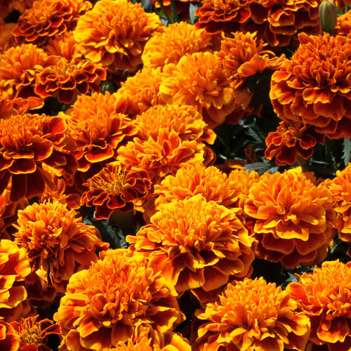 Cresta Flame marigolds Marigold Cresta Flame