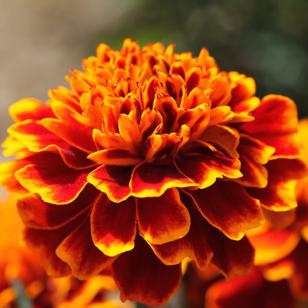Cresta Flame marigold Cresta Flame marigold seeds
