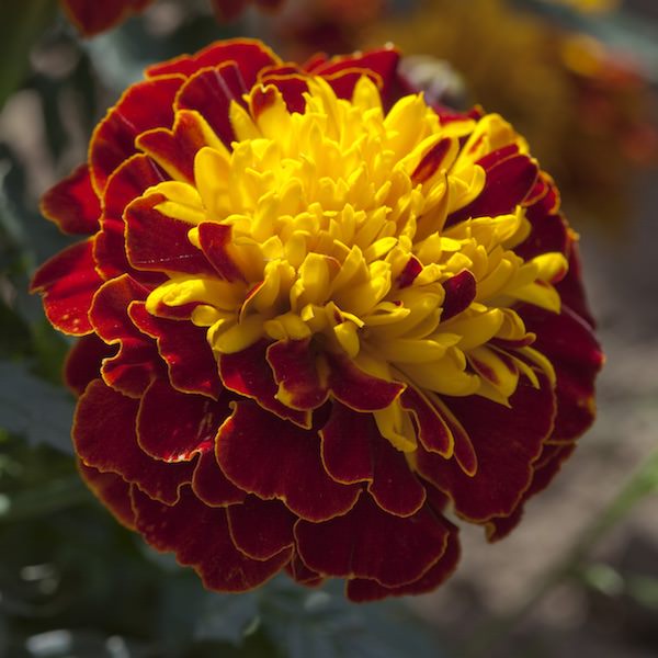 Cresta Spry marigold Cresta Spry marigold seeds
