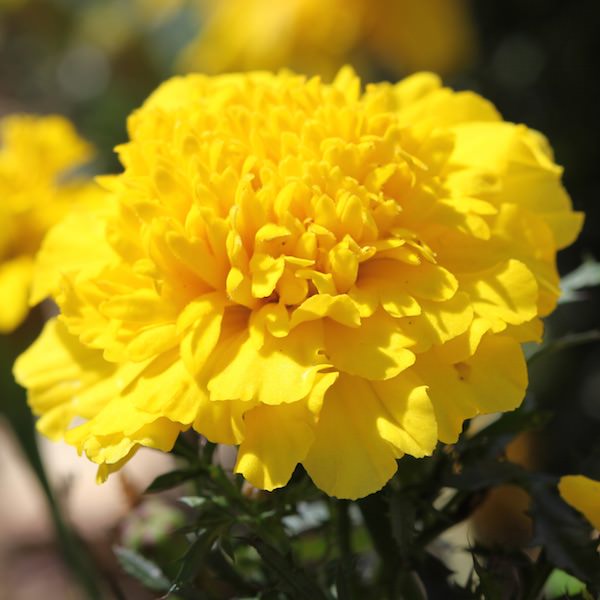 Cresta Yellow marigold Cresta Yellow marigold seeds