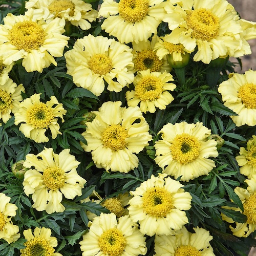 Marigold Daisy Wheel Lemon