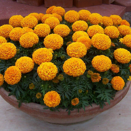 Discovery Orange marigolds in color bowl Discovery Orange marigolds in color bowl