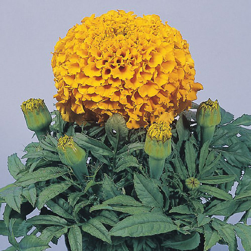 Discovery Orange marigold flower Marigold Discovery Orange