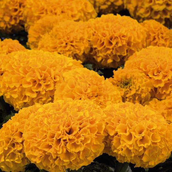 Discovery Orange marigolds Discovery Orange marigold seeds