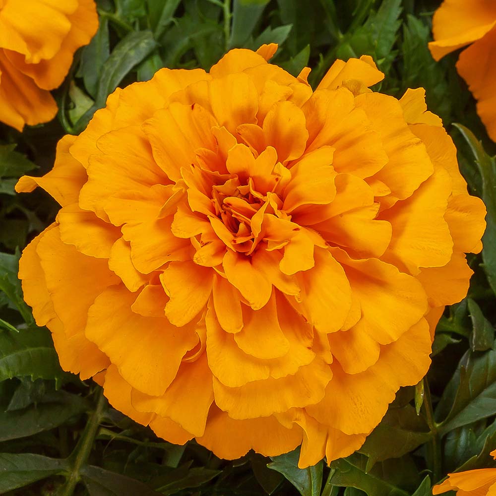 Marigold Endurance Orange Seeds