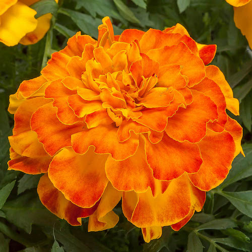 Marigold Endurance Sunset Gold