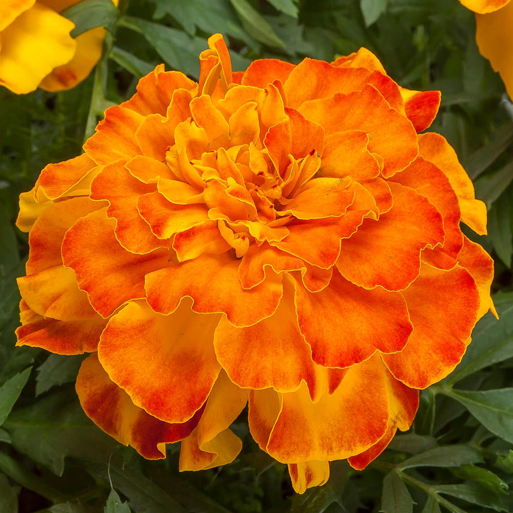 Marigold Endurance Sunset Gold